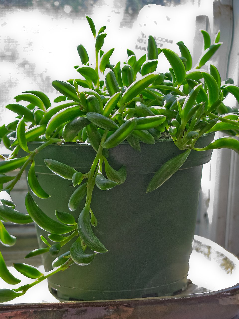 Curio Radicans plant in natural habitat - complete guide