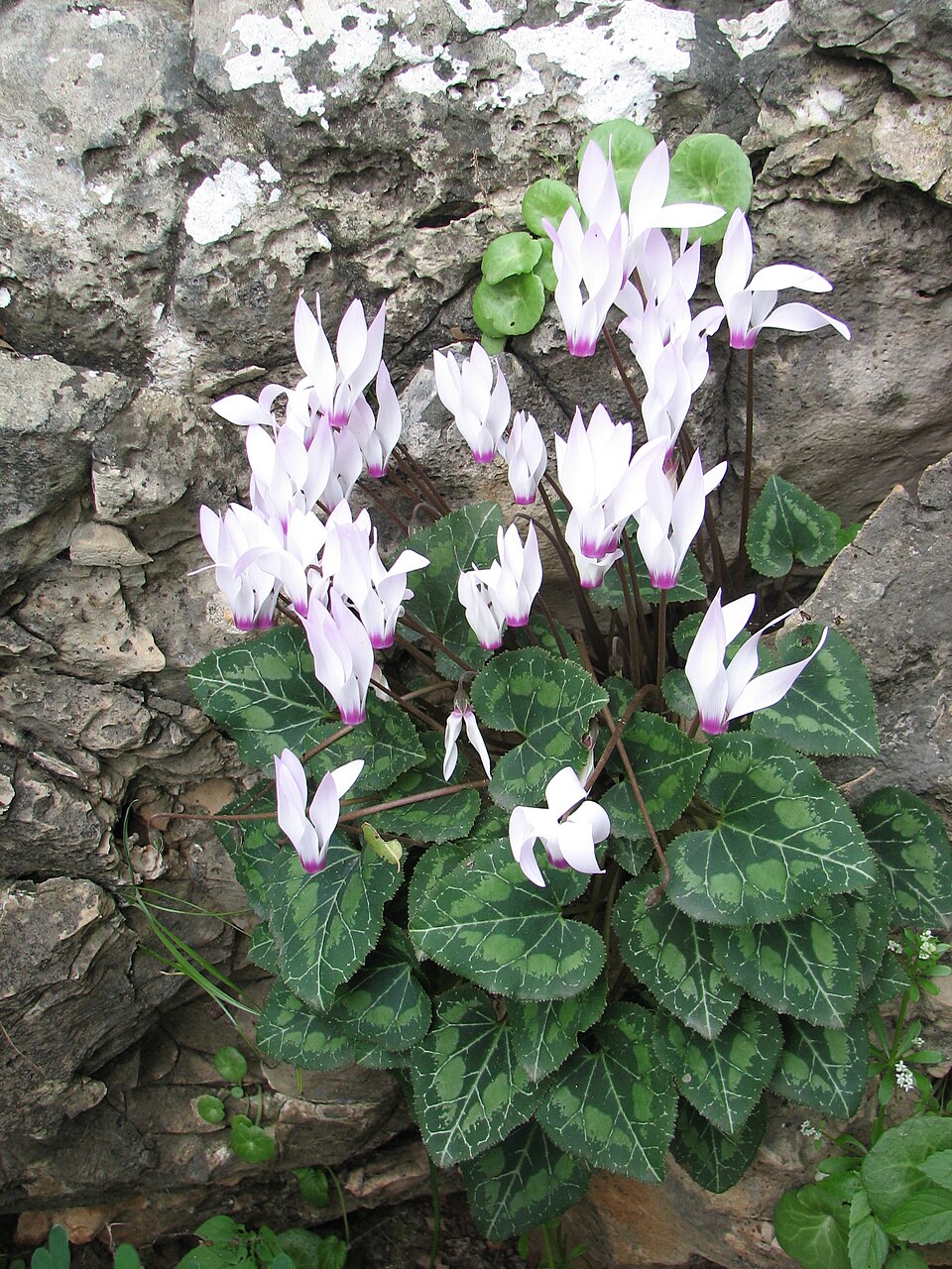 Cyclamen plant in natural habitat - complete guide