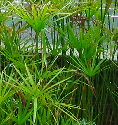Cyperus Alternifolius plant in natural habitat - complete guide