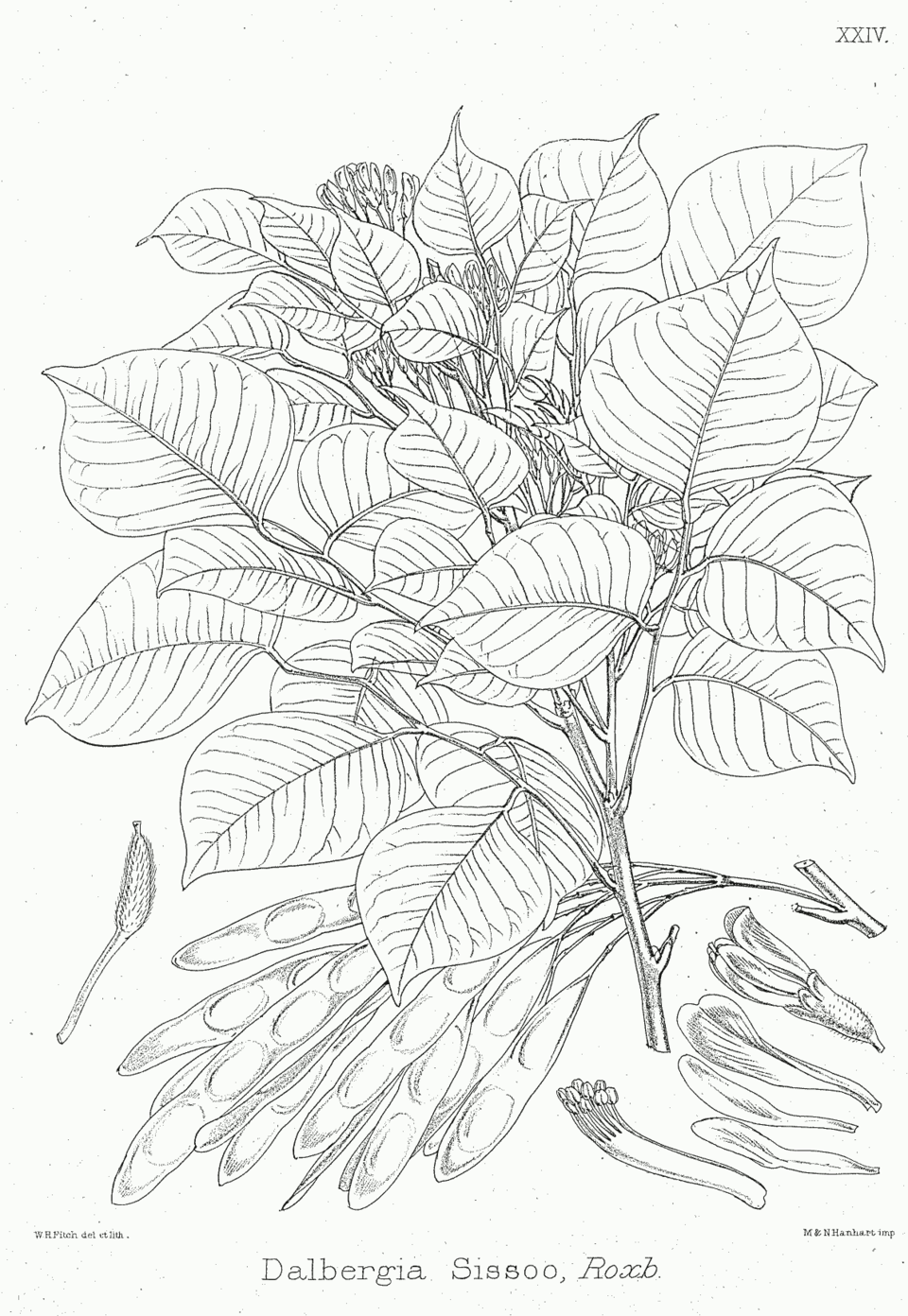 Dalbergia plant in natural habitat - complete guide