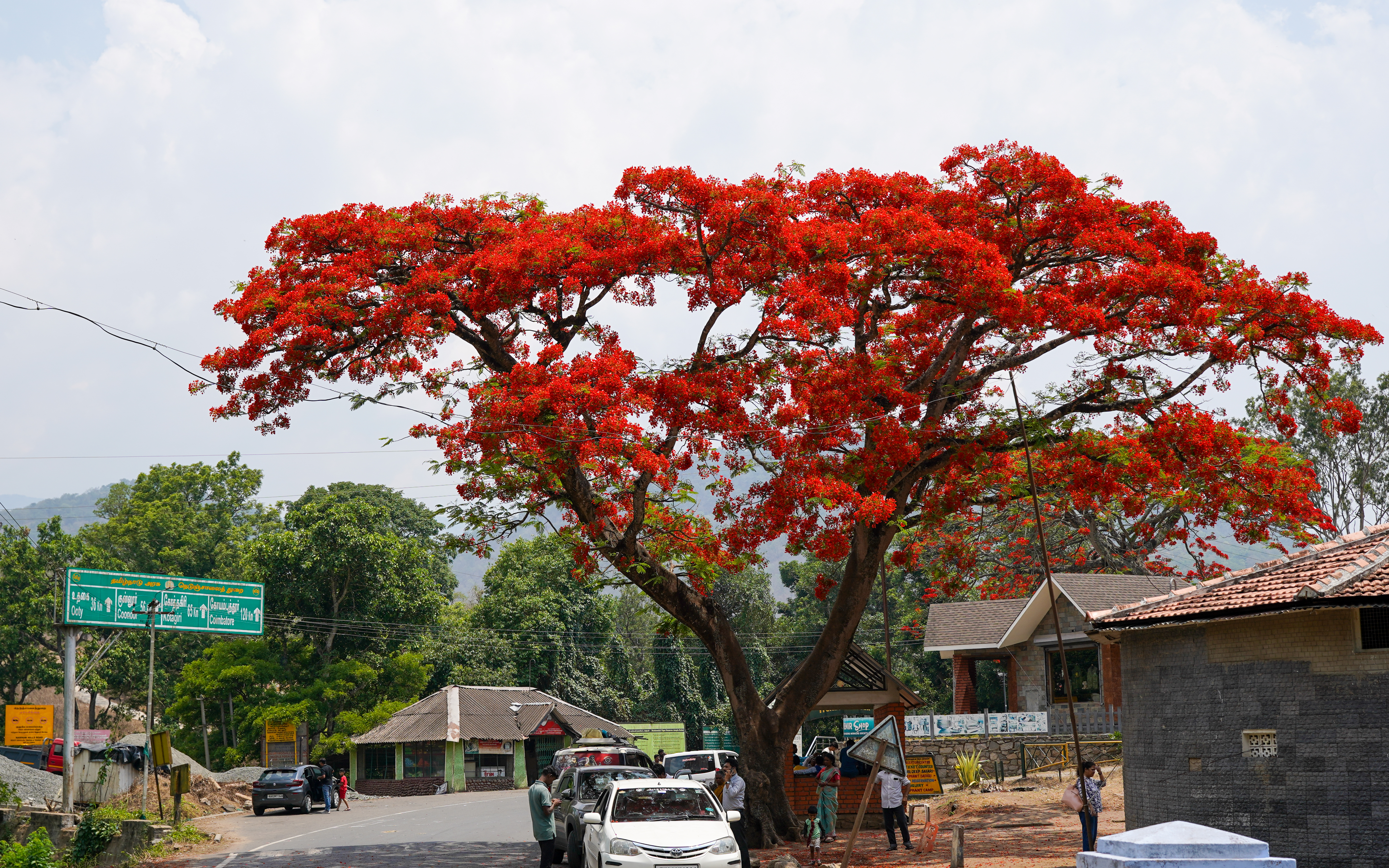 Delonix Regia plant in natural habitat - complete guide