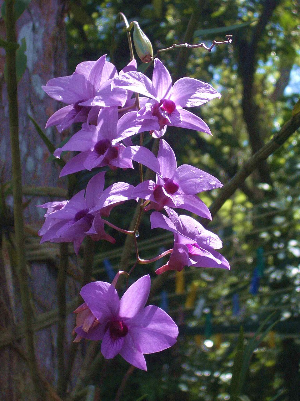 Dendrobium Phalaenopsis plant in natural habitat - complete guide