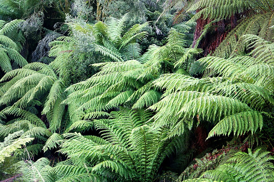 Dicksonia Tree Fern plant in natural habitat - complete guide