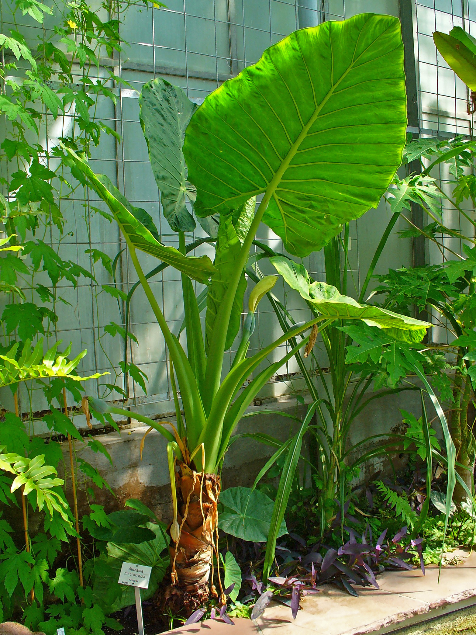 Elephant Ear Indoor plant in natural habitat - complete guide