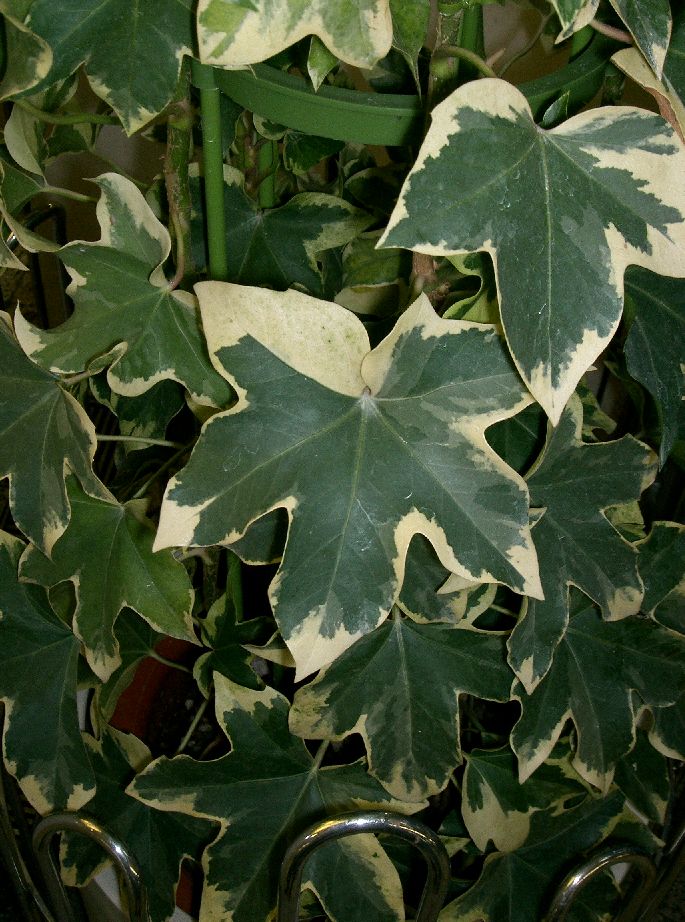 Fatshedera Lizei plant in natural habitat - complete guide