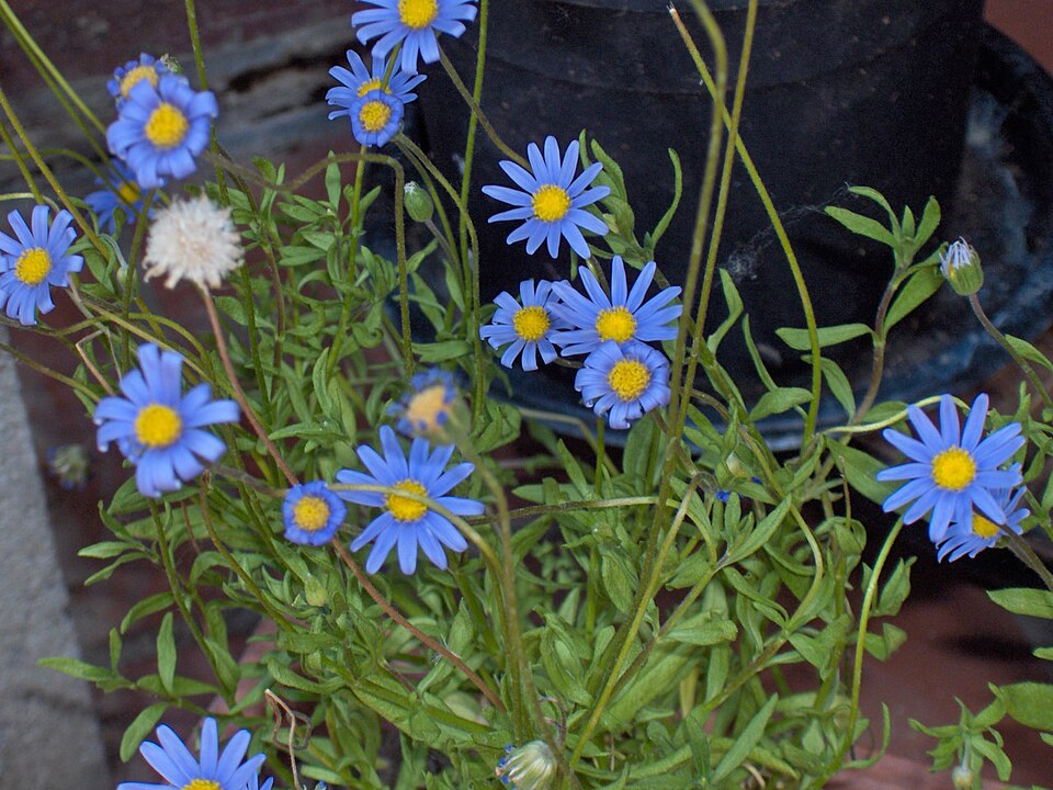 Felicia Amelloides plant in natural habitat - complete guide