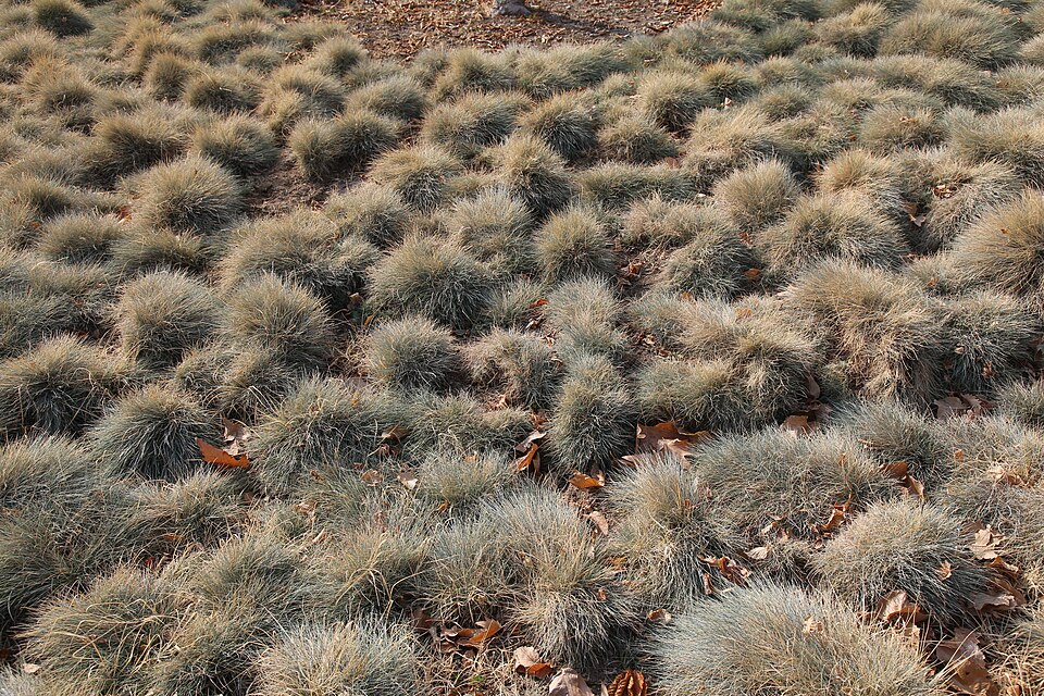 Festuca plant in natural habitat - complete guide
