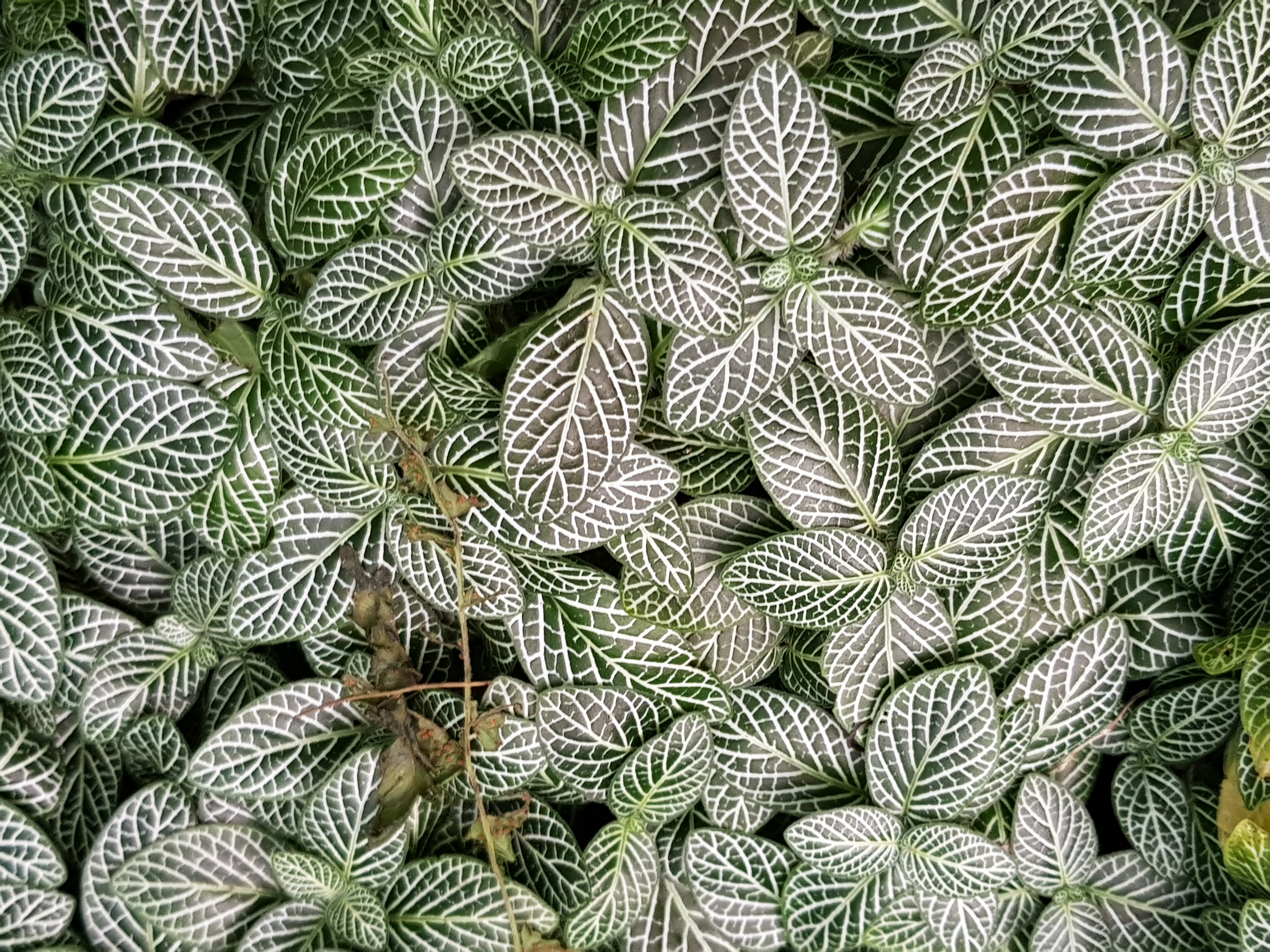 Nerve Plant Green plant in natural habitat - complete guide