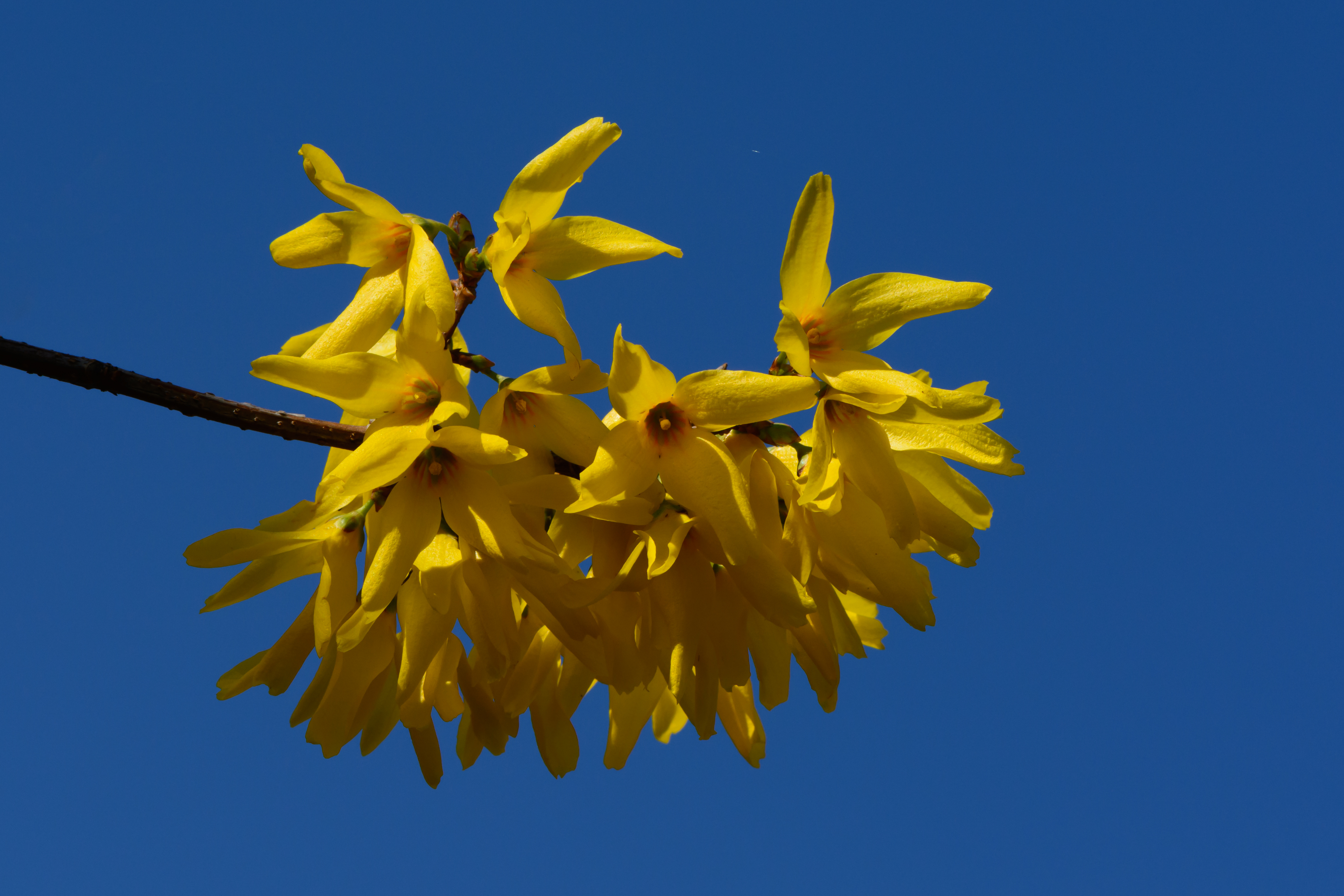 Forsythia Intermedia plant in natural habitat - complete guide