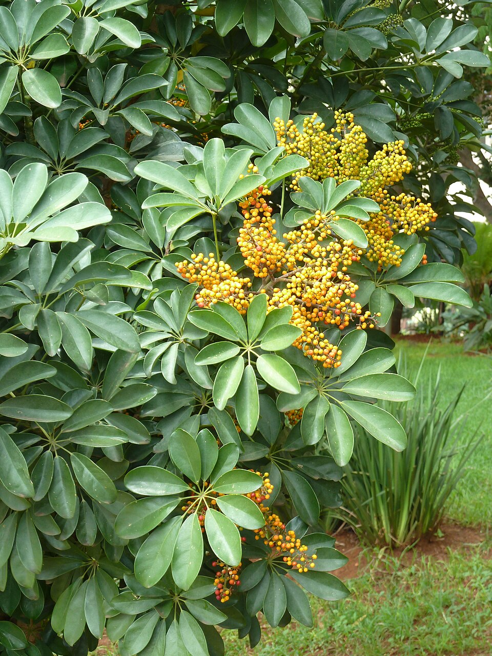 Hawaiian Umbrella Bonsai plant in natural habitat - complete guide