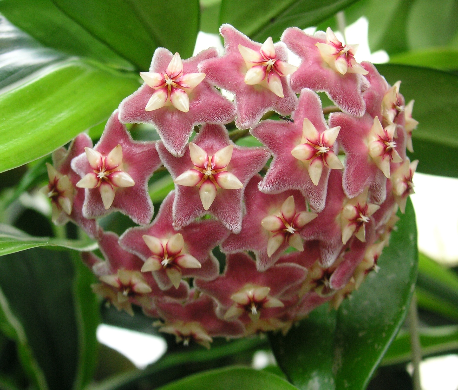 Hoya Pubicalyx plant in natural habitat - complete guide