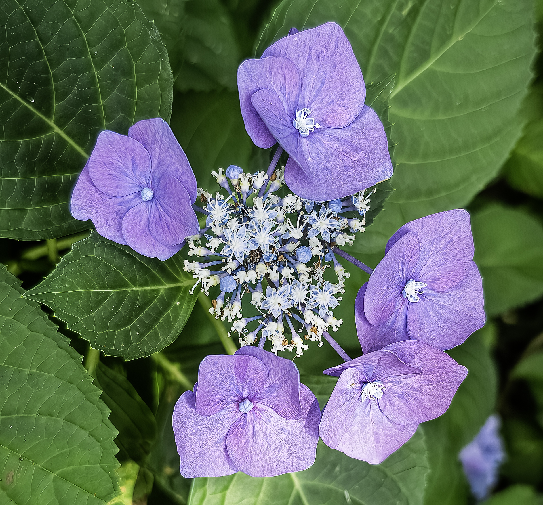 Hydrangea Garden plant in natural habitat - complete guide