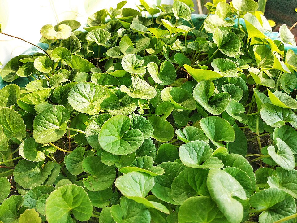 Pennywort: Benefits, Uses & Safety