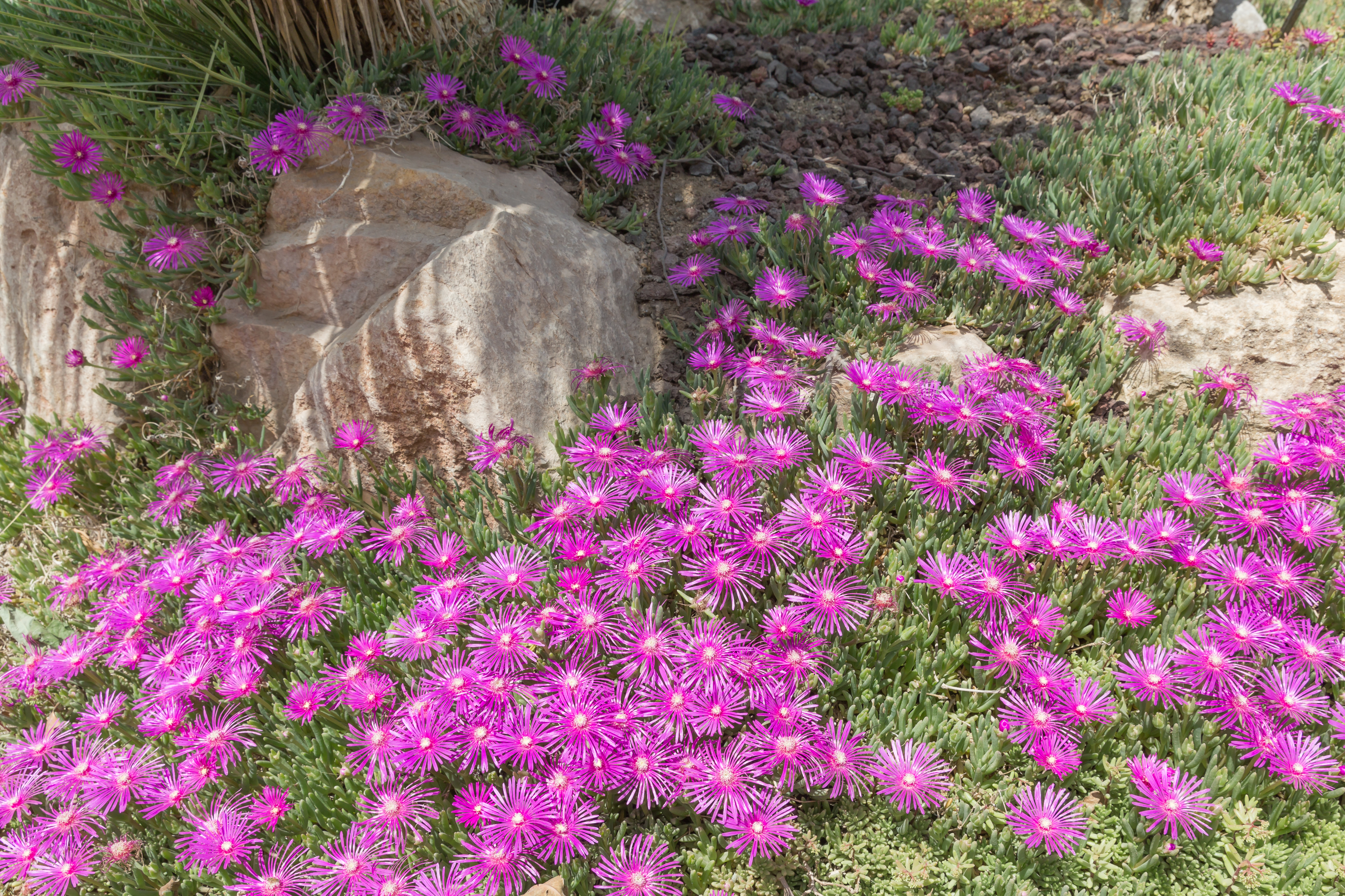 Ice Plant plant in natural habitat - complete guide