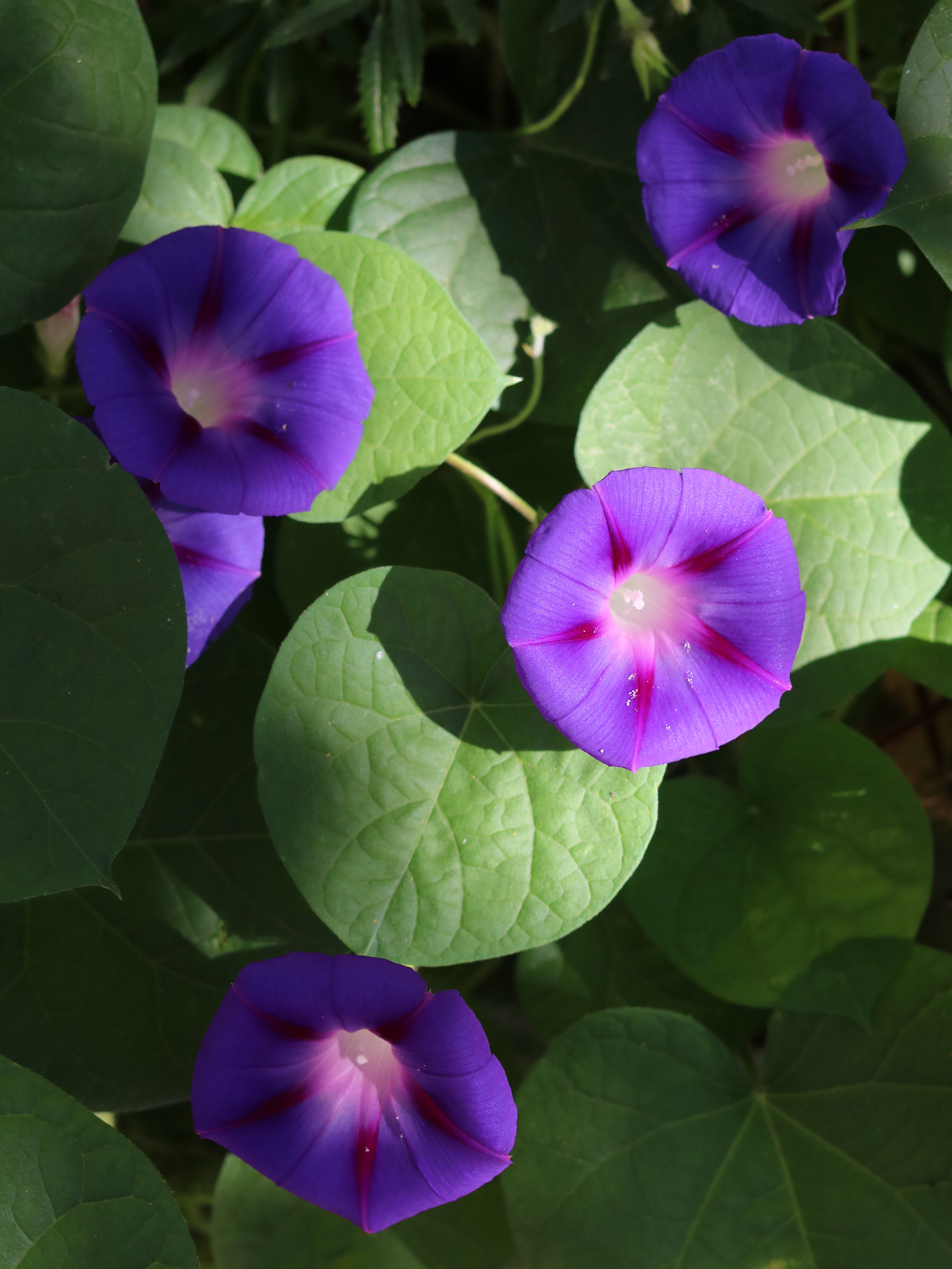 Ipomoea Purpurea plant in natural habitat - complete guide