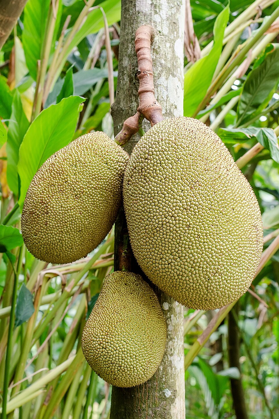 Jackfruit Tree plant in natural habitat - complete guide