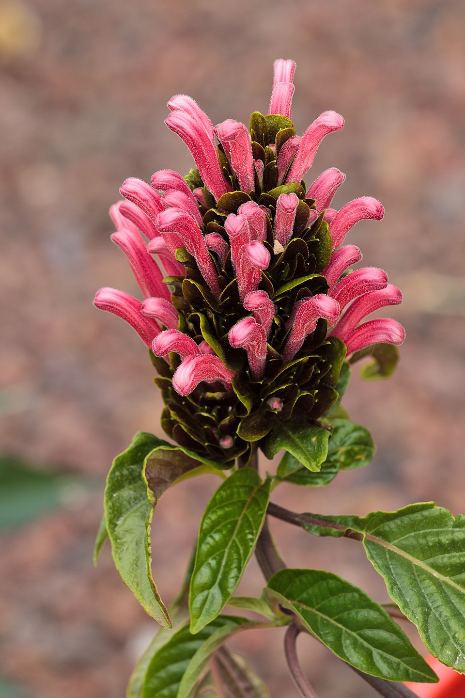 Jacobinia Carnea plant in natural habitat - complete guide