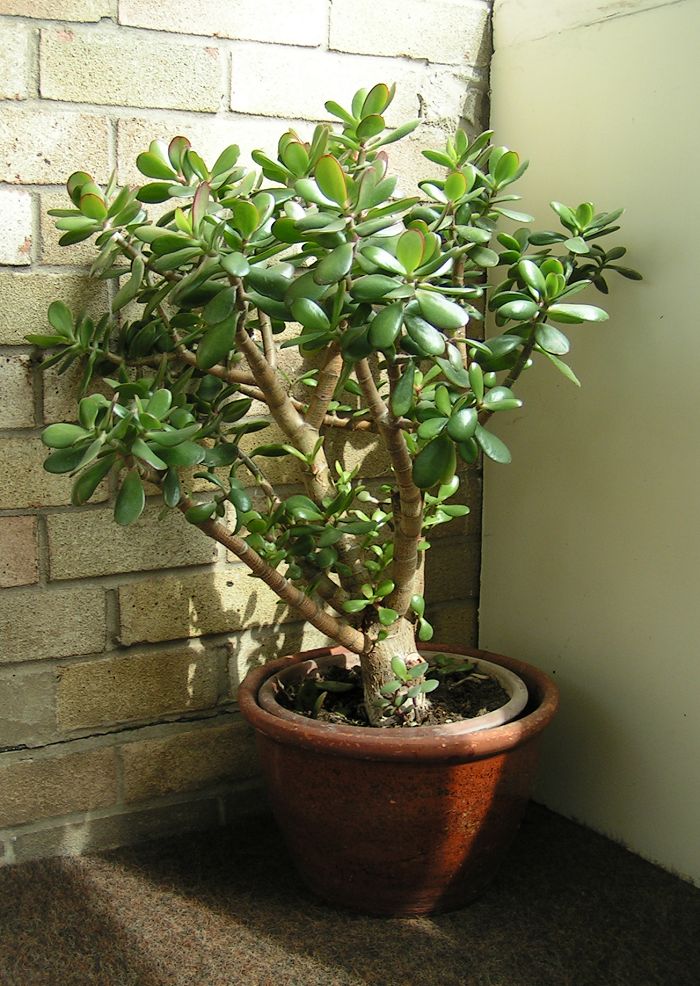 Jade Bonsai plant in natural habitat - complete guide