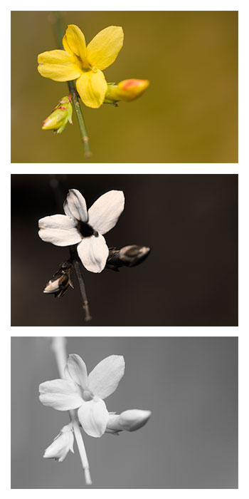 Winter Jasmine plant in natural habitat - complete guide