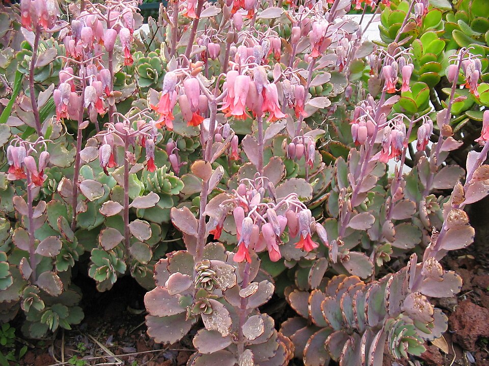 Kalanchoe Fedtschenkoi plant in natural habitat - complete guide