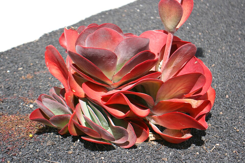 Kalanchoe Luciae plant in natural habitat - complete guide