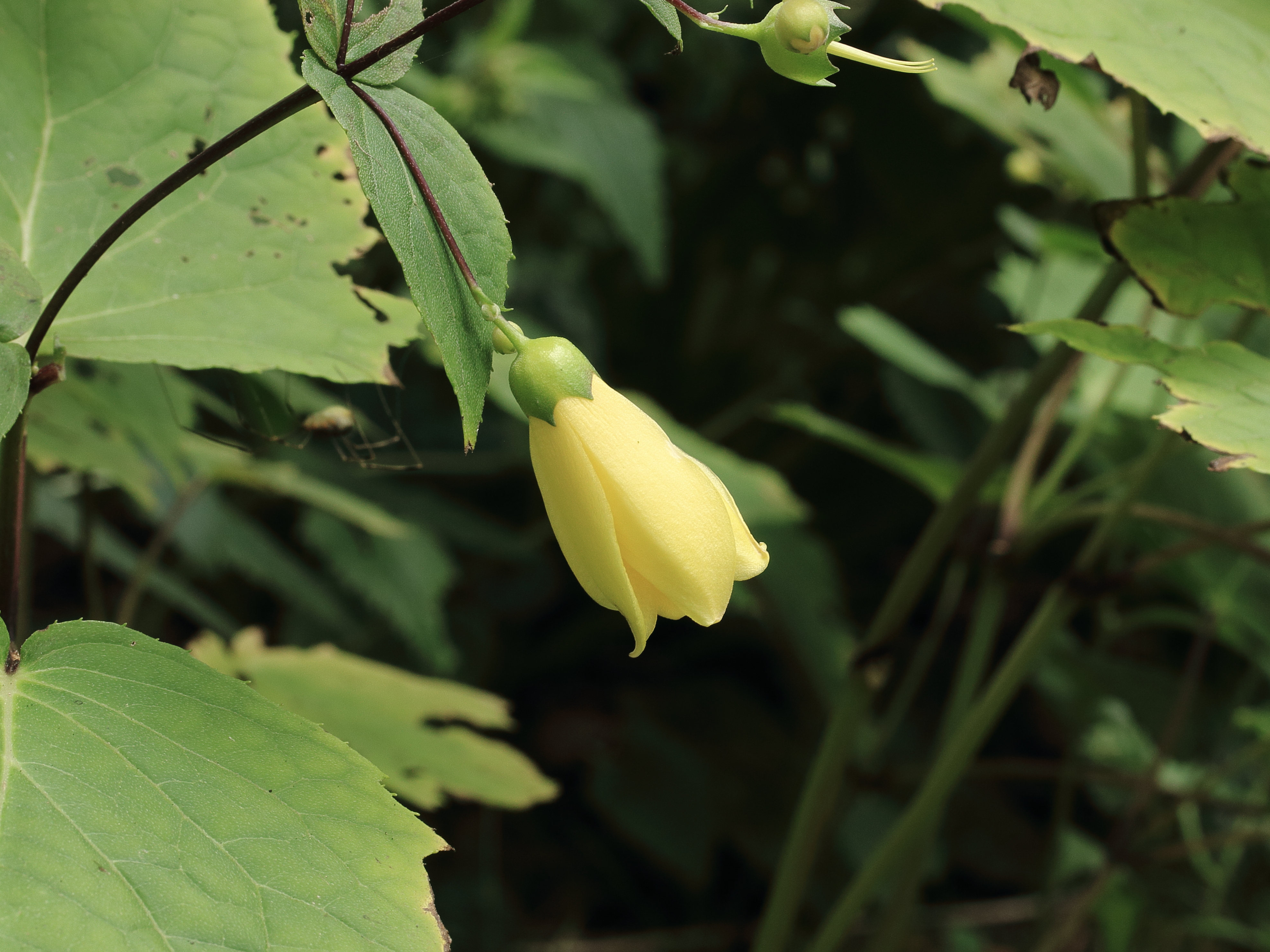 Kirengeshoma Palmata plant in natural habitat - complete guide