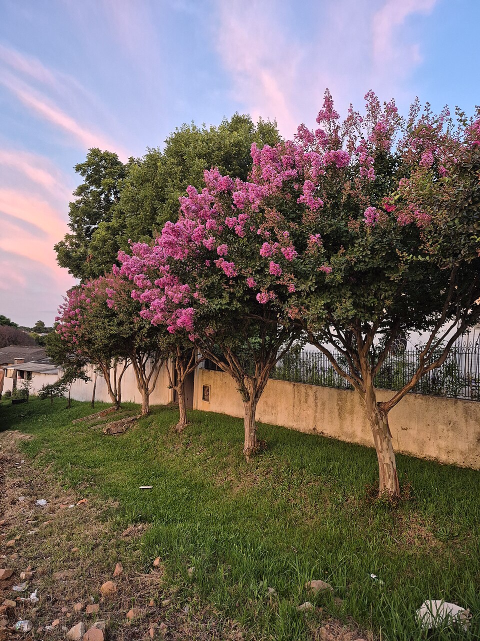 Lagerstroemia plant in natural habitat - complete guide