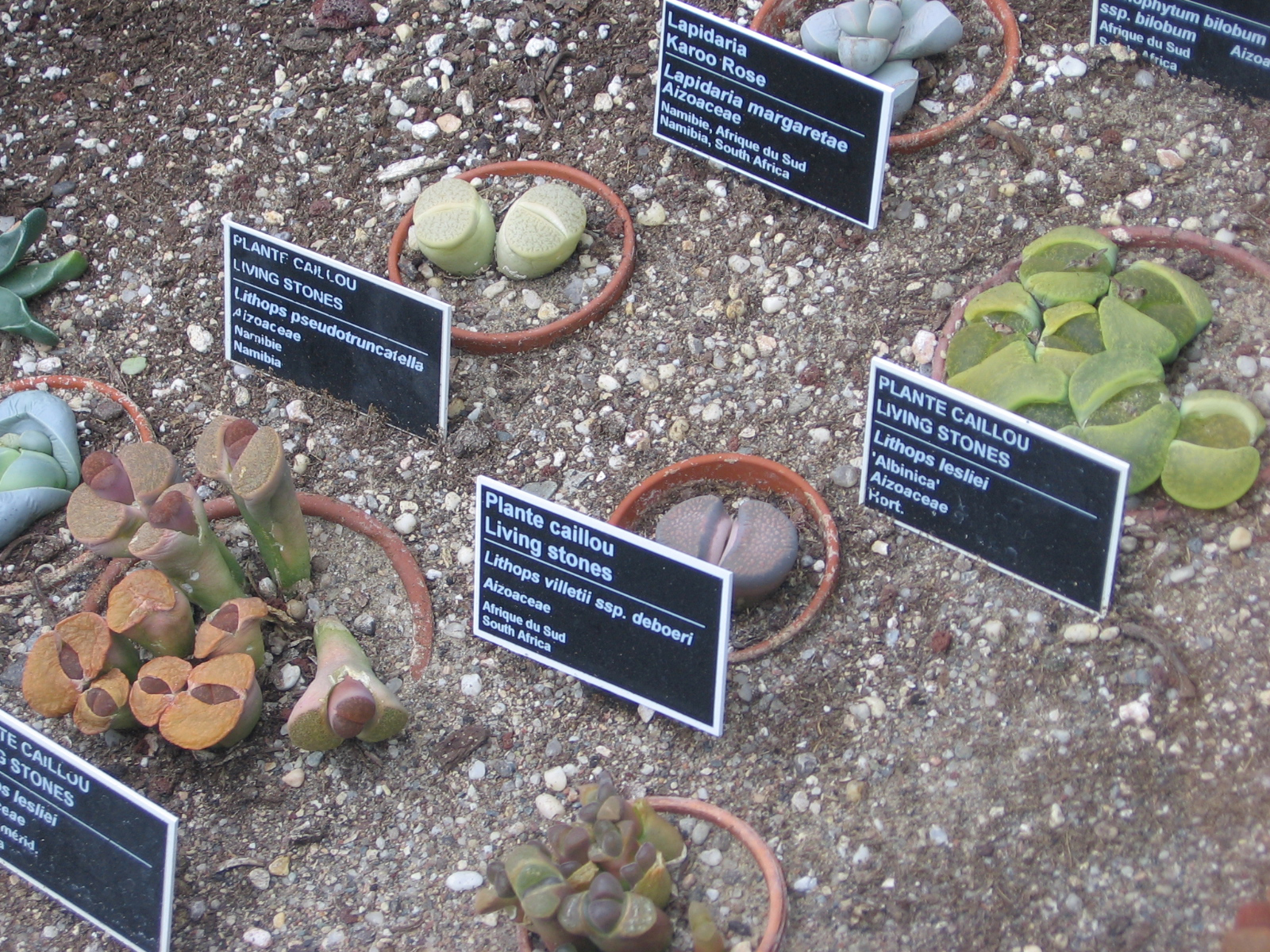 Lithops plant in natural habitat - complete guide