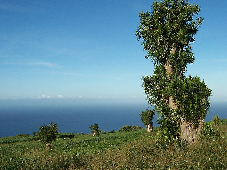 Madagascar Dragon Tree plant in natural habitat - complete guide