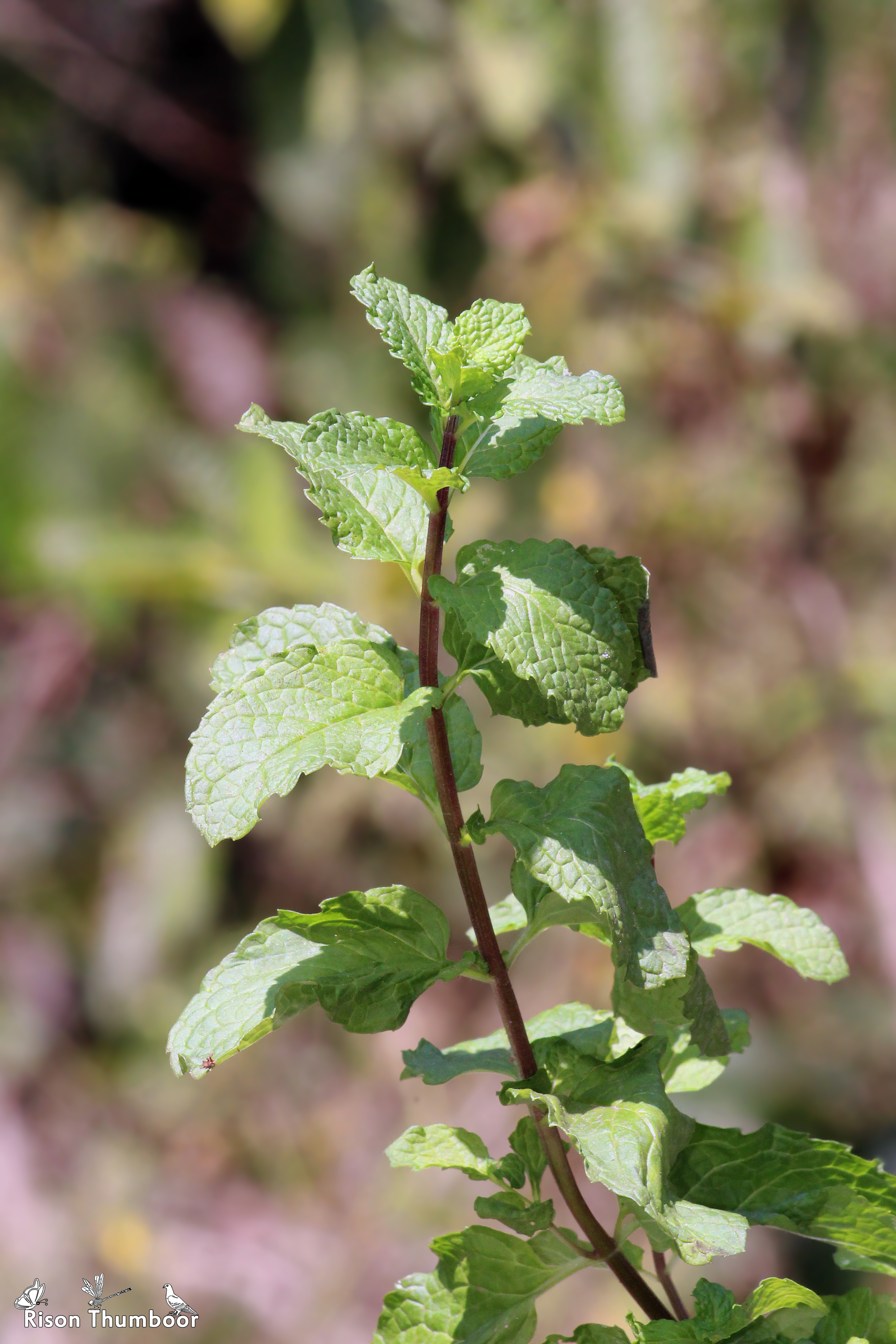 Spearmint plant in natural habitat - complete guide