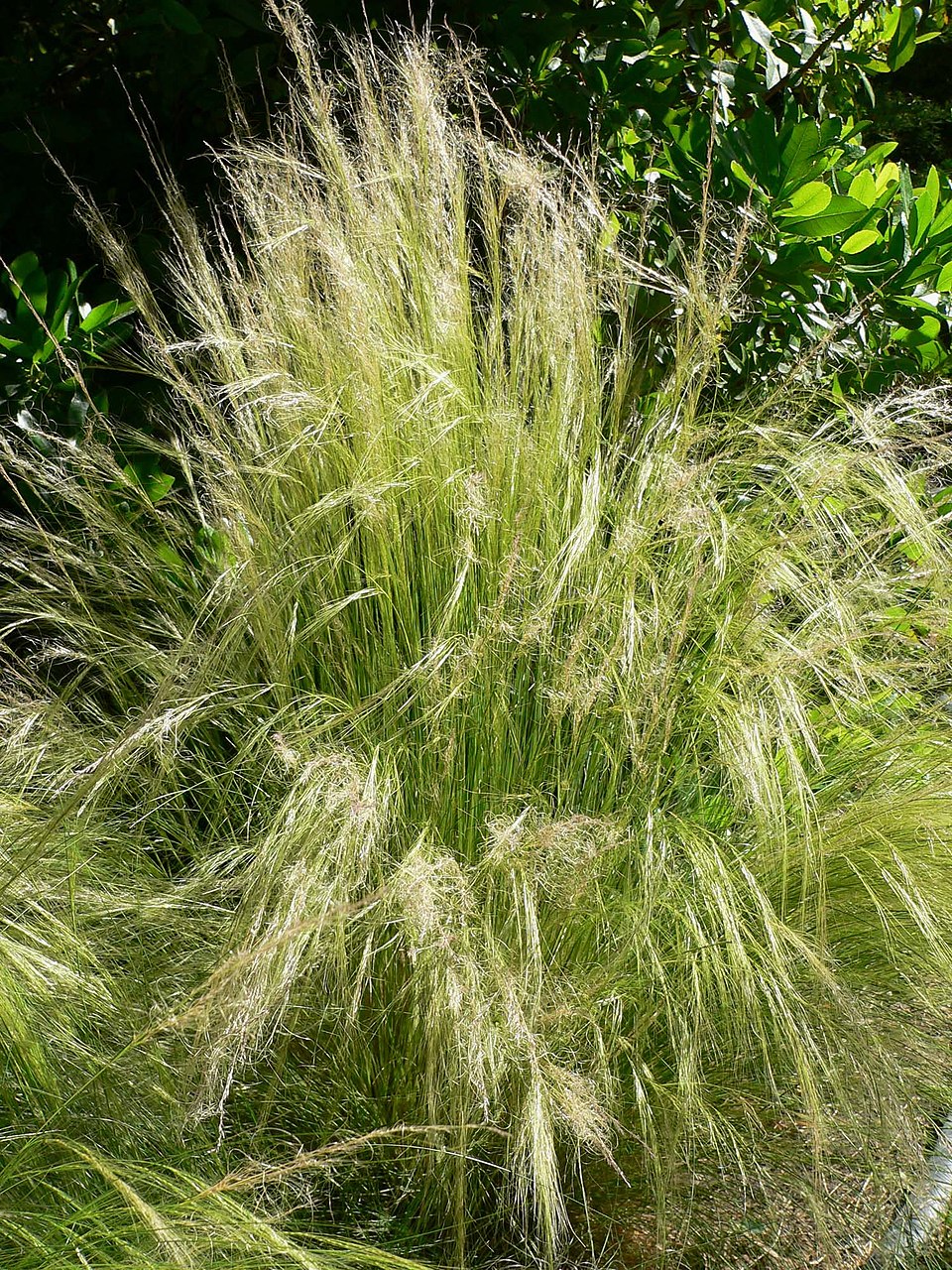 Nassella Tenuissima plant in natural habitat - complete guide
