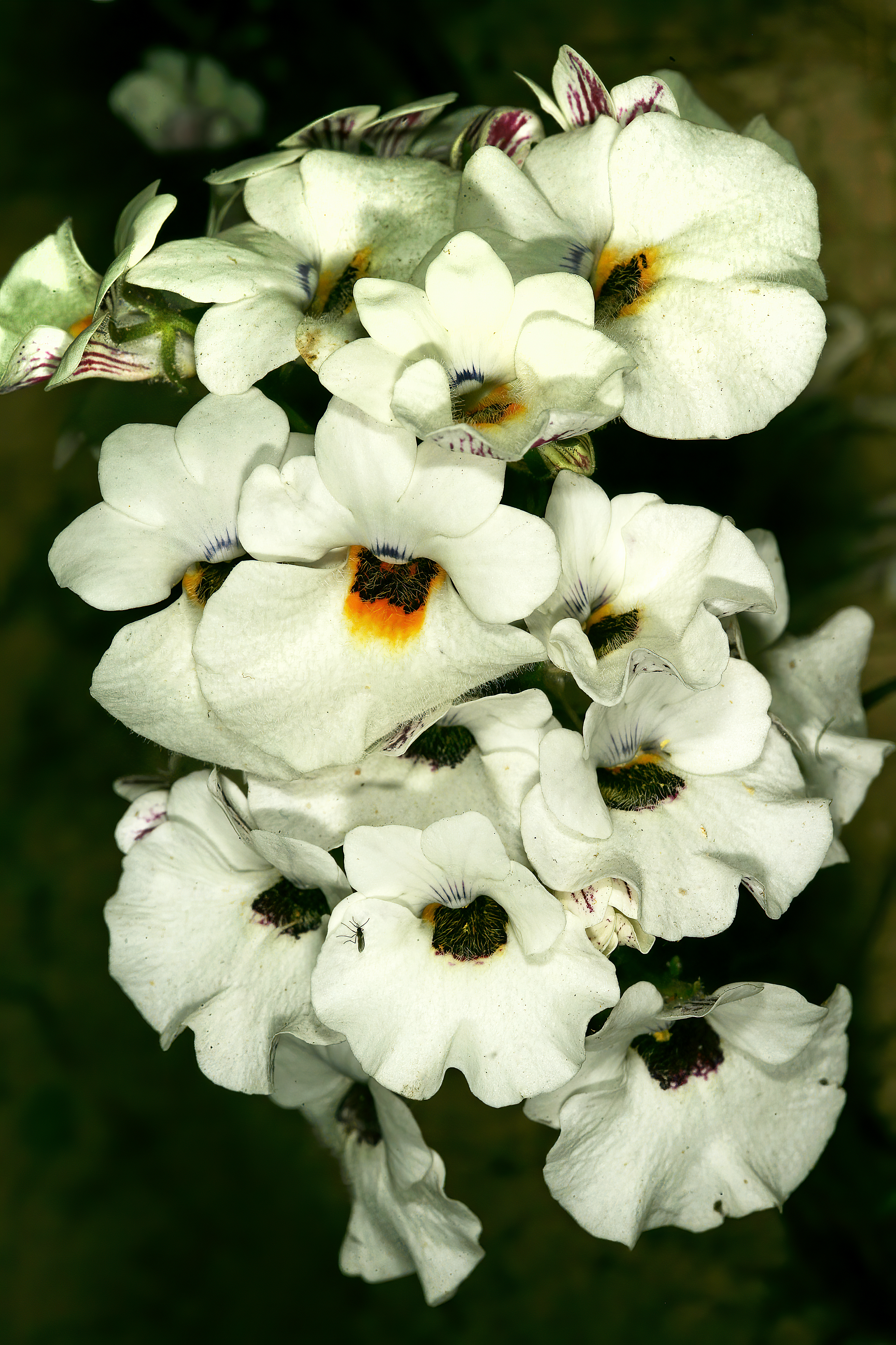 Nemesia Strumosa plant in natural habitat - complete guide