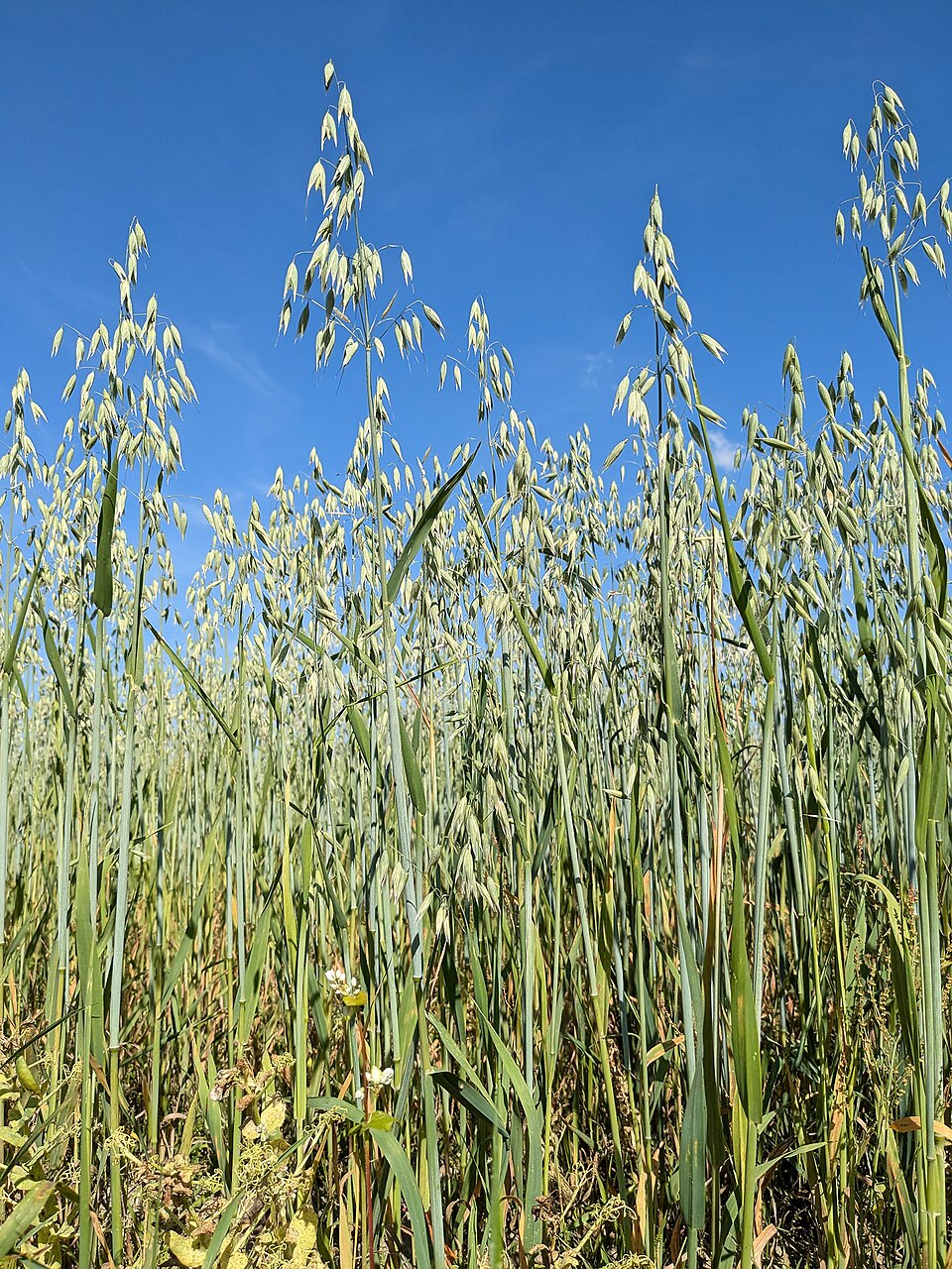 Oat Straw plant in natural habitat - complete guide