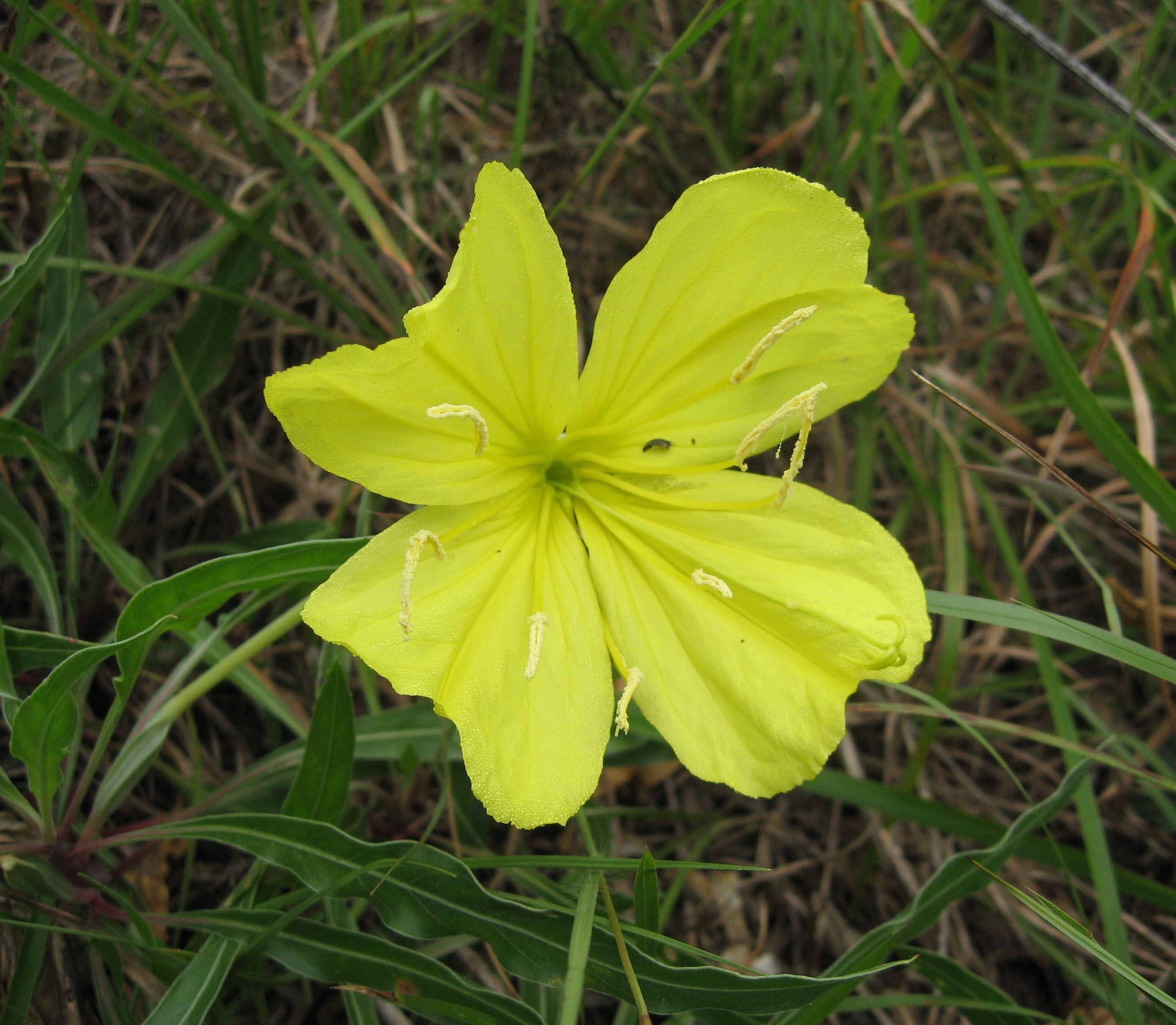 Oenothera Macrocarpa plant in natural habitat - complete guide