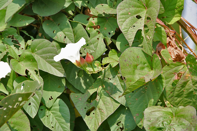Operculina turpethum plant in natural habitat - complete guide
