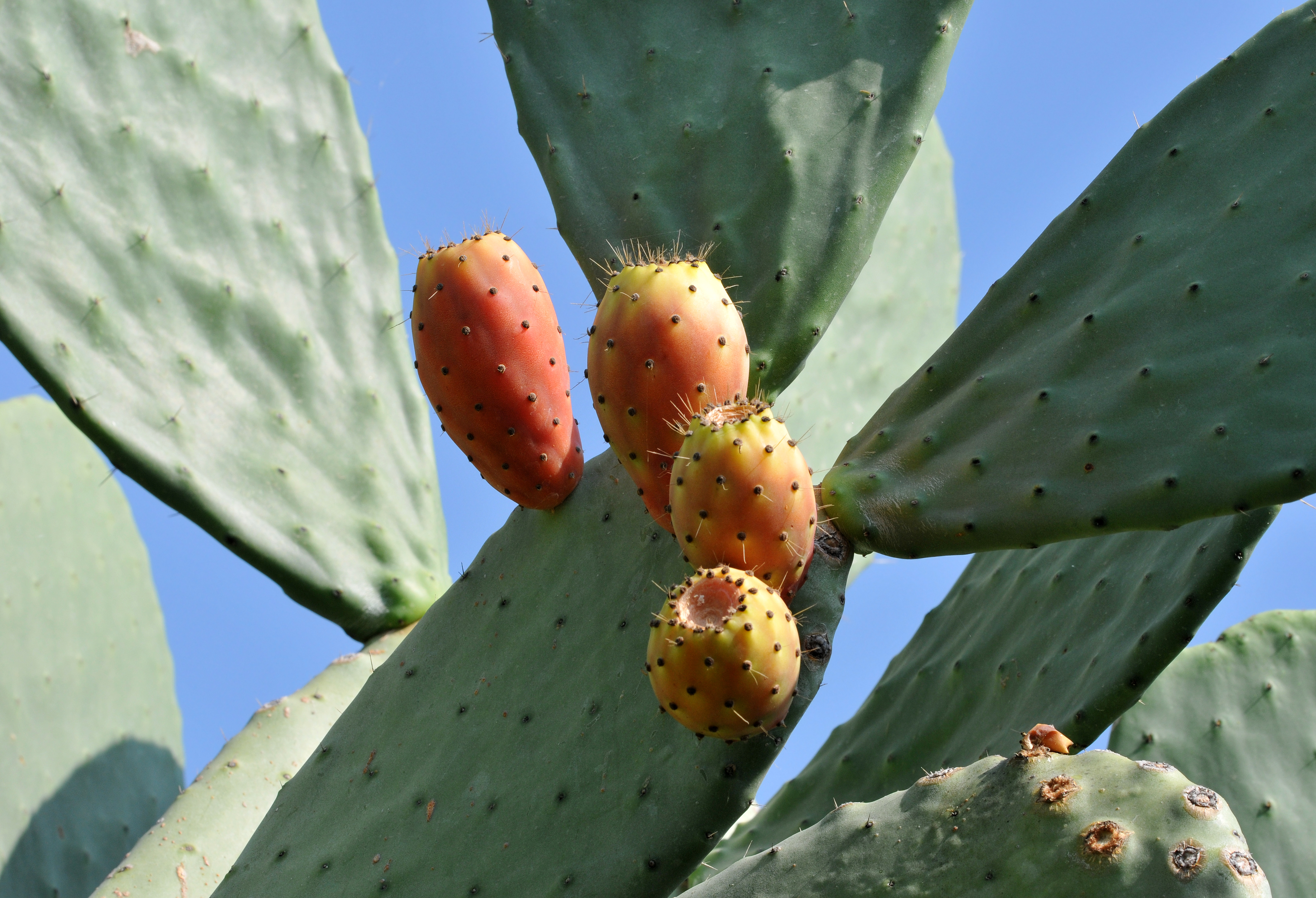 Opuntia Garden plant in natural habitat - complete guide