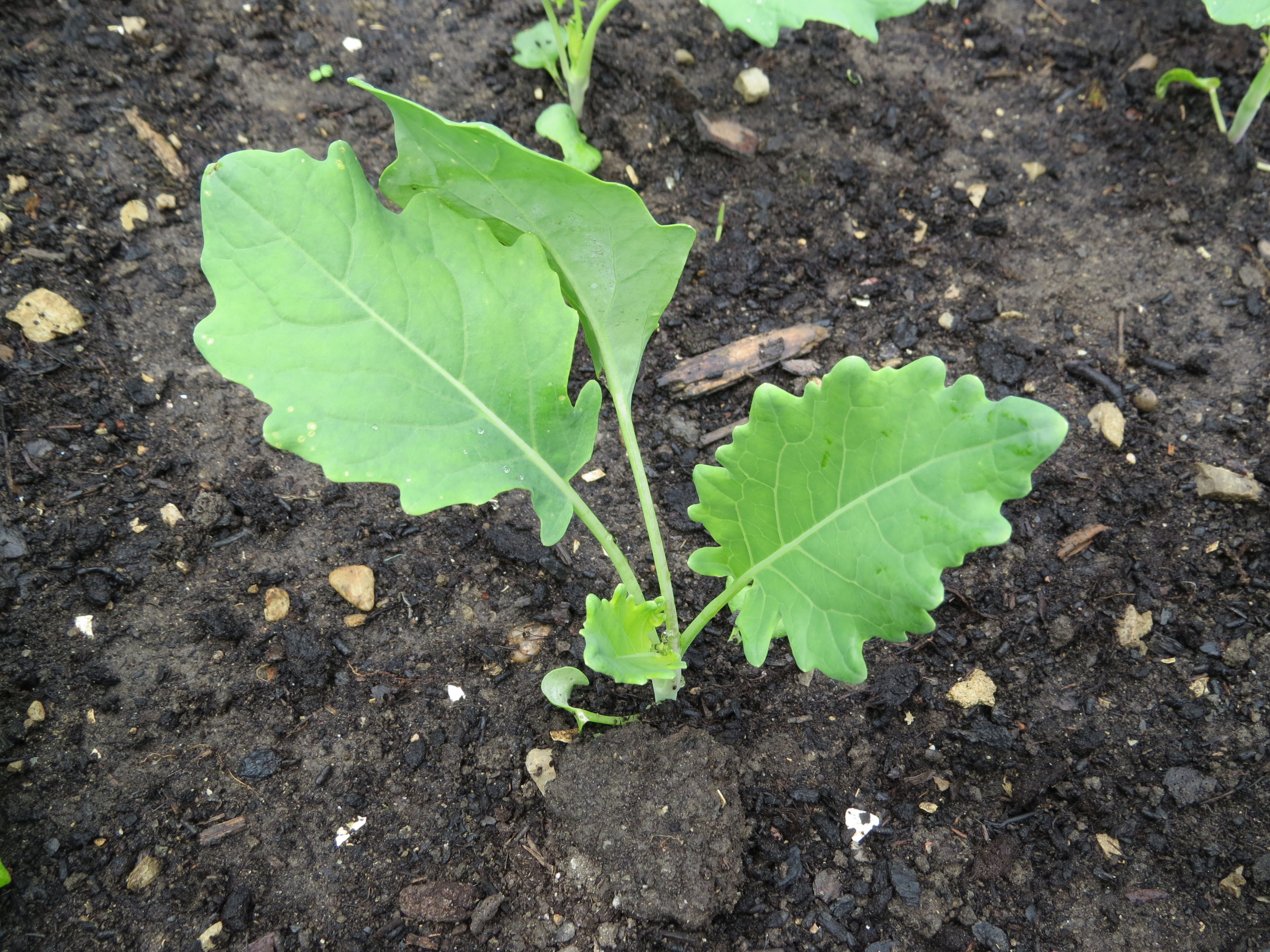 Ornamental Kale plant in natural habitat - complete guide