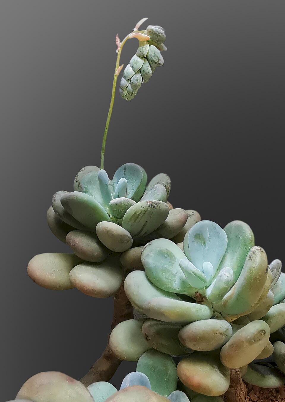 Pachyphytum Oviferum plant in natural habitat - complete guide