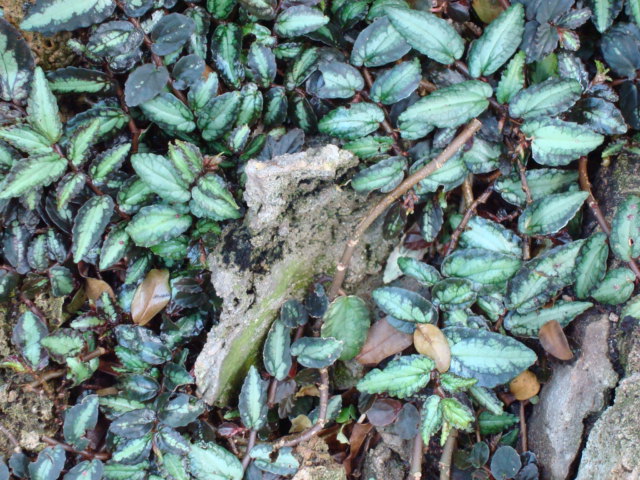 Watermelon Begonia plant in natural habitat - complete guide