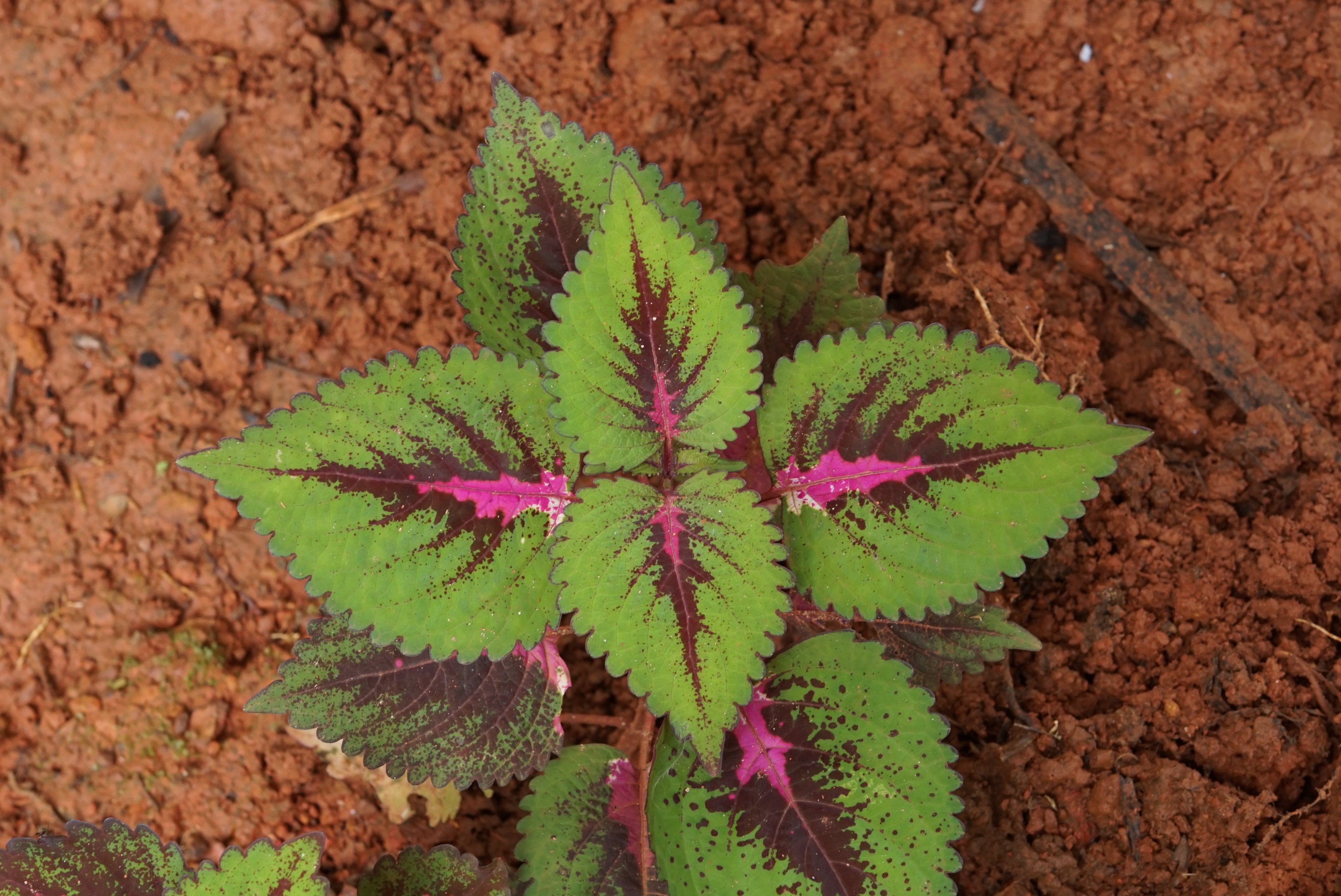 Plectranthus plant in natural habitat - complete guide