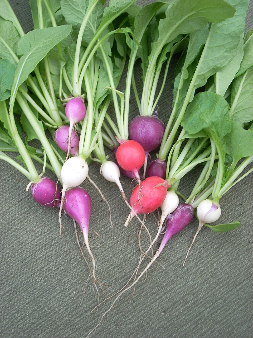 Radish plant in natural habitat - complete guide