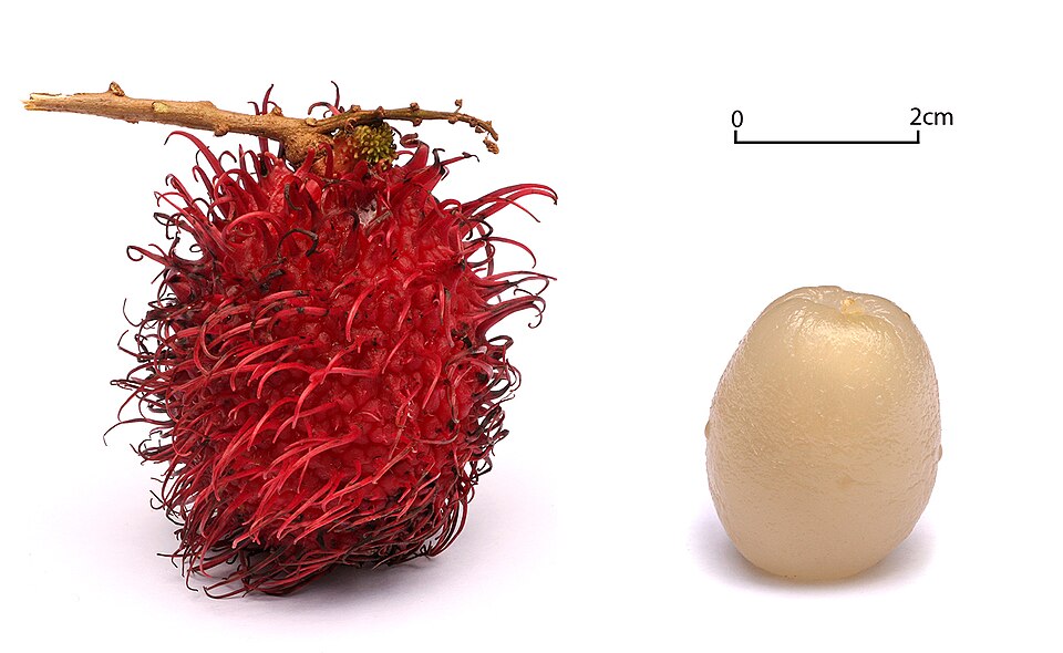 Rambutan plant in natural habitat - complete guide