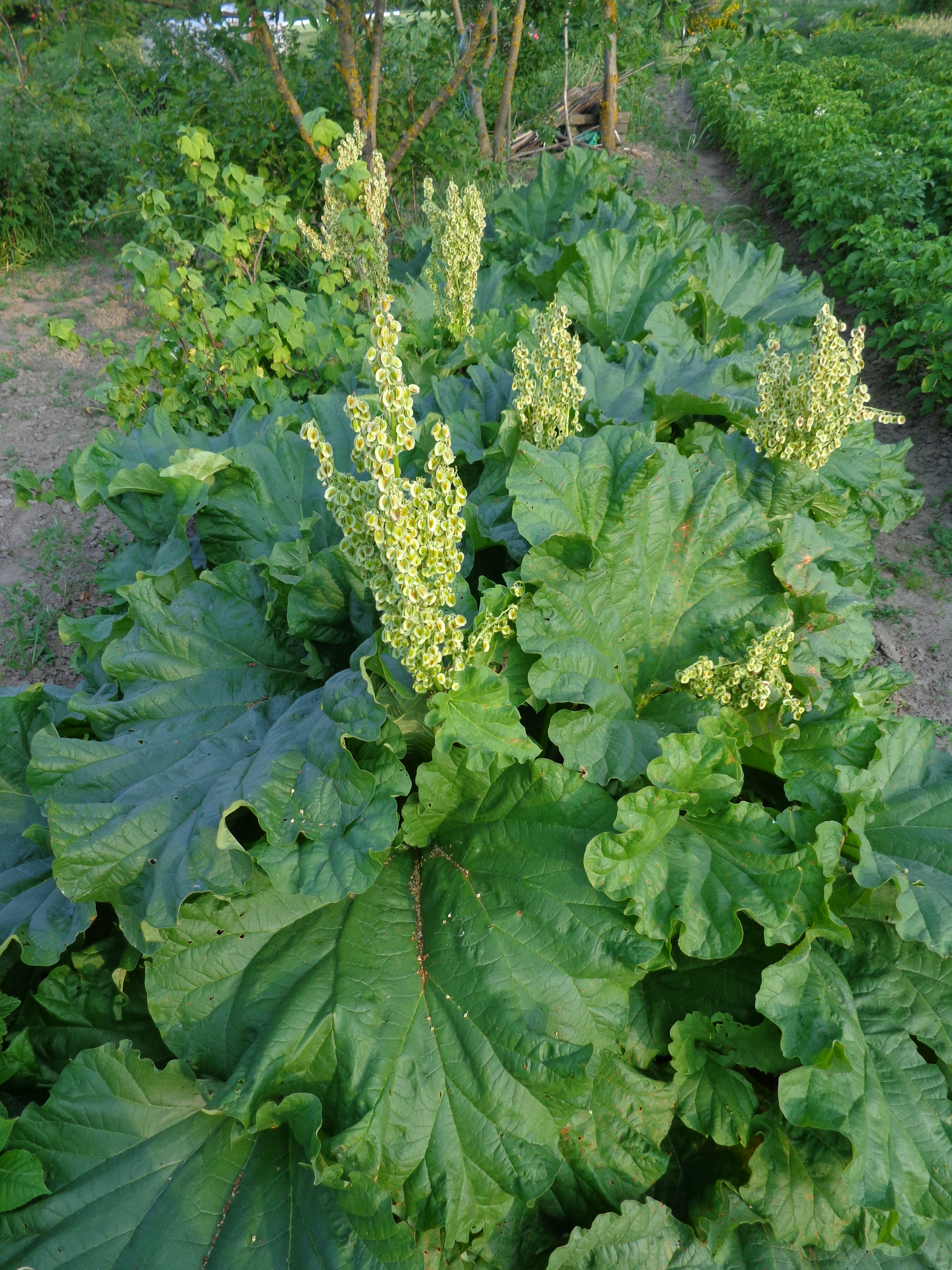Rhubarb Root plant in natural habitat - complete guide