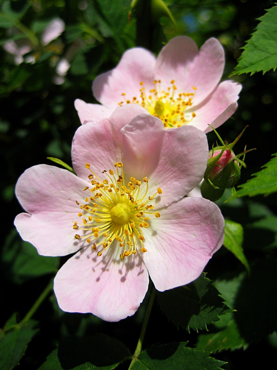 Rose Hip plant in natural habitat - complete guide