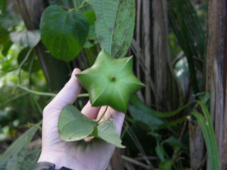 Sacha Inchi plant in natural habitat - complete guide