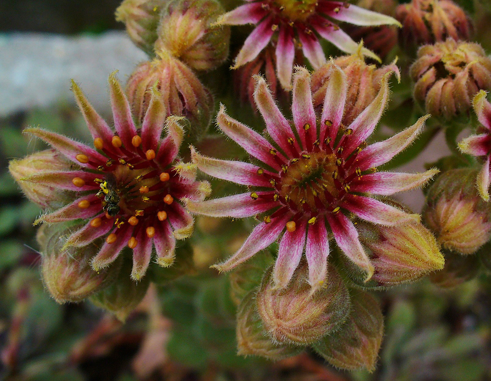 Sempervivum Garden plant in natural habitat - complete guide