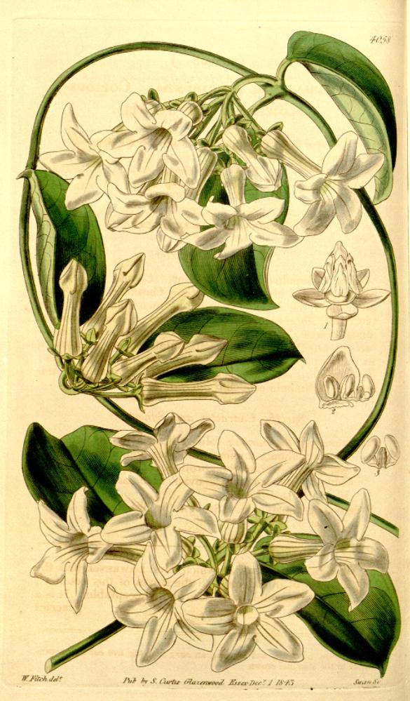 Stephanotis Floribunda plant in natural habitat - complete guide