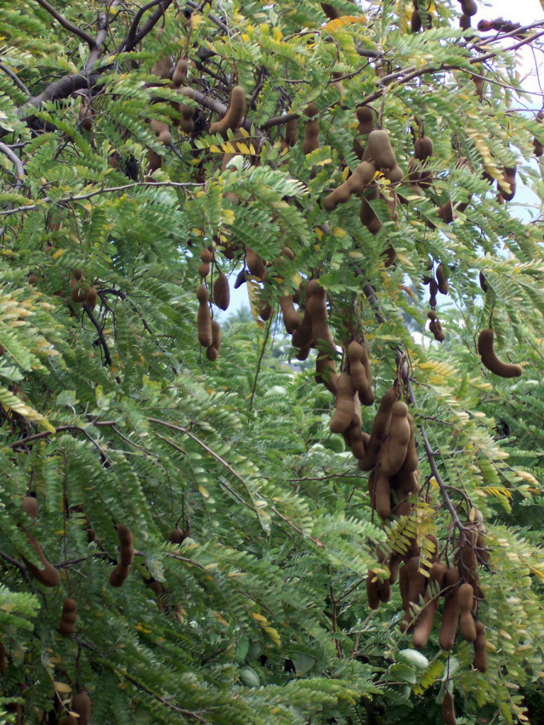 Tamarind plant in natural habitat - complete guide