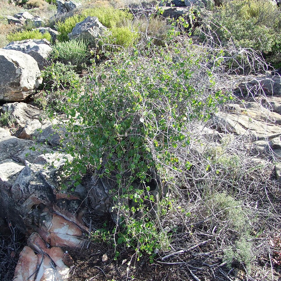 Testudinaria plant in natural habitat - complete guide