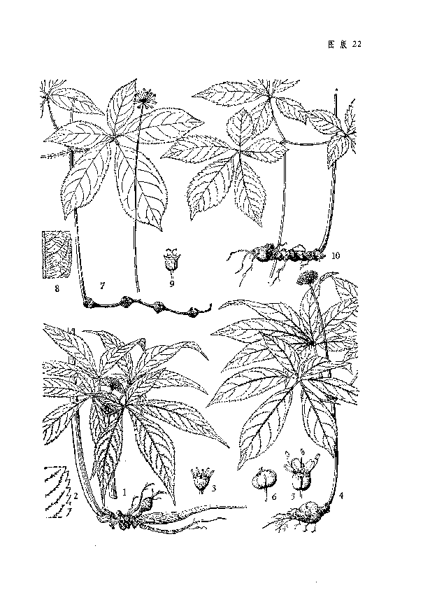 Tian Qi plant in natural habitat - complete guide